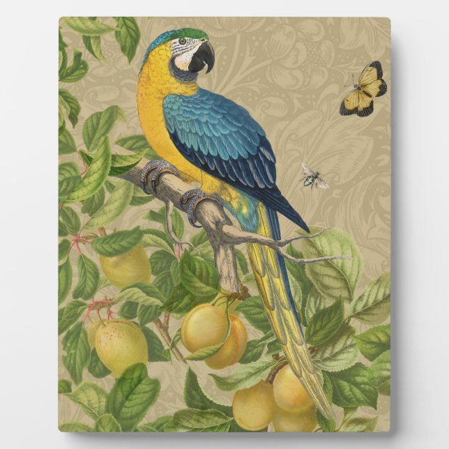 Macaw Blue Yellow Tropical Jungle Antique Plaque (Front)