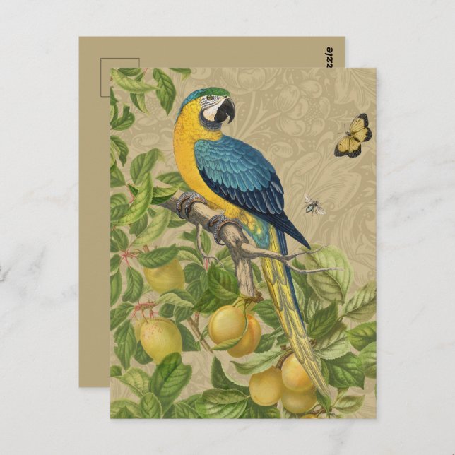 Macaw Blue Yellow Tropical Jungle Antique Postcard (Front/Back)