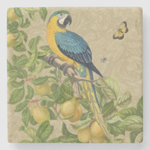 Macaw Blue Yellow Tropical Jungle Antique Stone Coaster