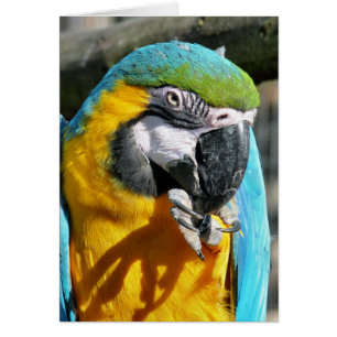 MACAW card
