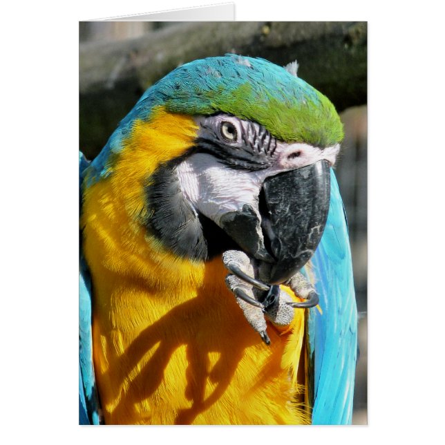 MACAW card (Front)