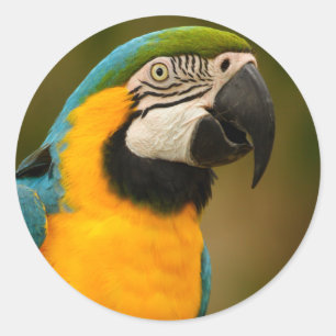 macaw classic round sticker