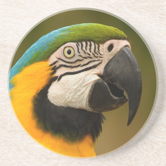 macaw face coaster (Front)