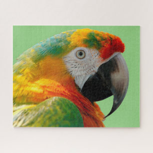 Macaw Jigsaw Puzzle