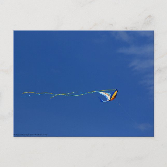 Macaw Kite Postcard (Front)