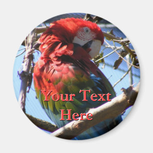 Macaw Magnet