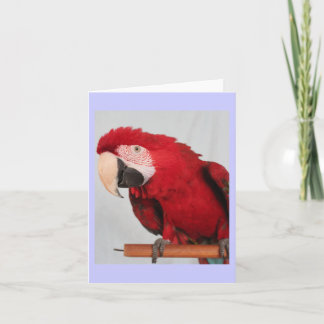 Macaw note card