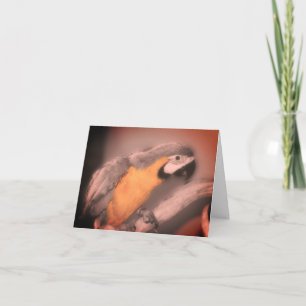 Macaw Parrot Black White Partial Colour Note Card
