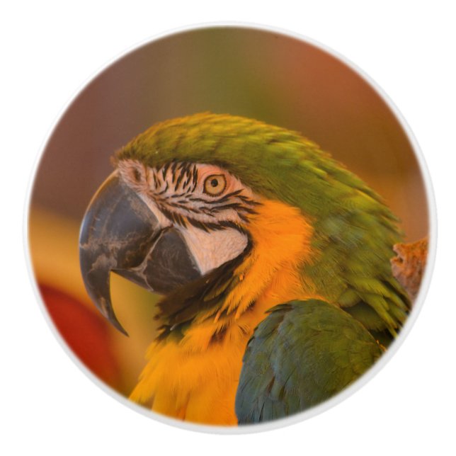 Macaw Parrot Ceramic Knob (Front)
