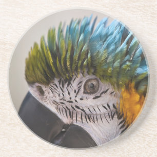 Macaw Parrot - Coaster