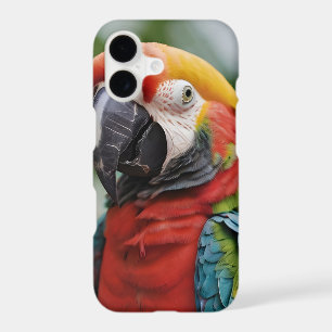 Macaw parrot colorful