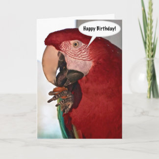 Macaw Parrot Happy Birthday Card