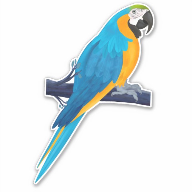 Macaw Parrot in Blue and Gold  (Front)