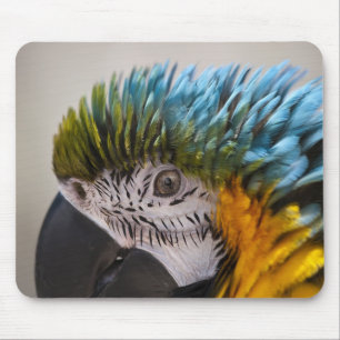 Macaw Parrot - Mousepad