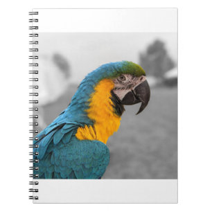 Macaw Parrot Notebook