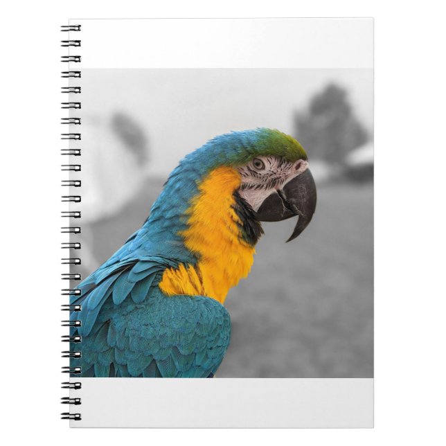 Macaw Parrot Notebook (Front)