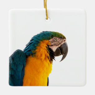 Macaw Parrot Photo Ceramic Ornament