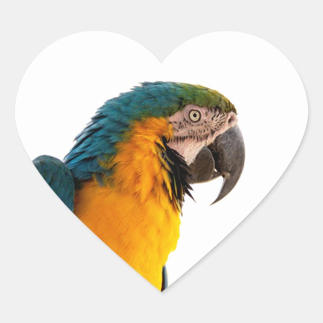Macaw Parrot Photo Heart Sticker (Front)