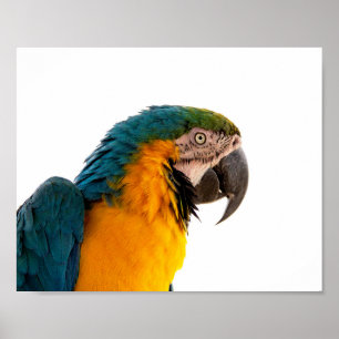 Macaw Parrot Photo Poster