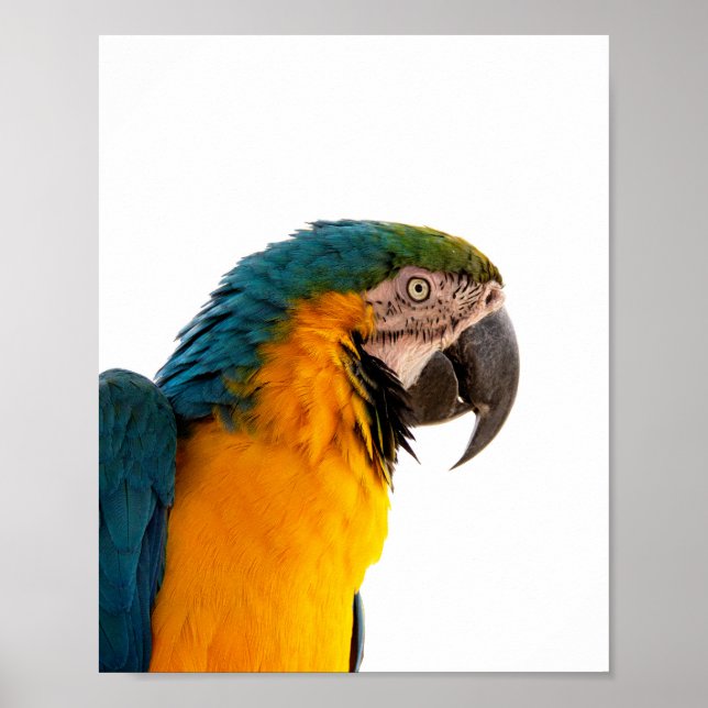 Macaw Parrot Photo Poster (Front)