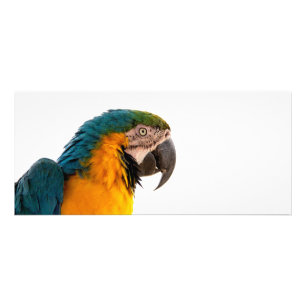 Macaw Parrot Photo Rack Card