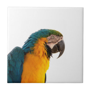 Macaw Parrot Photo Tile