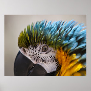 Macaw Parrot Portrait - Fine Art Print