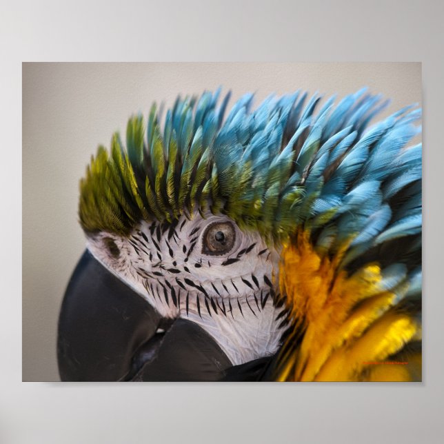 Macaw Parrot Portrait - Fine Art Print (Front)