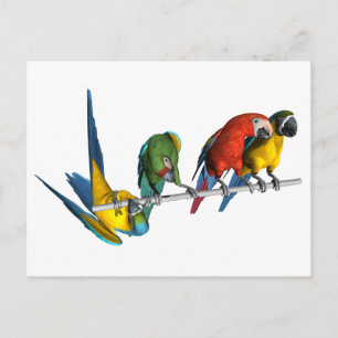 Macaw Parrot Postcard