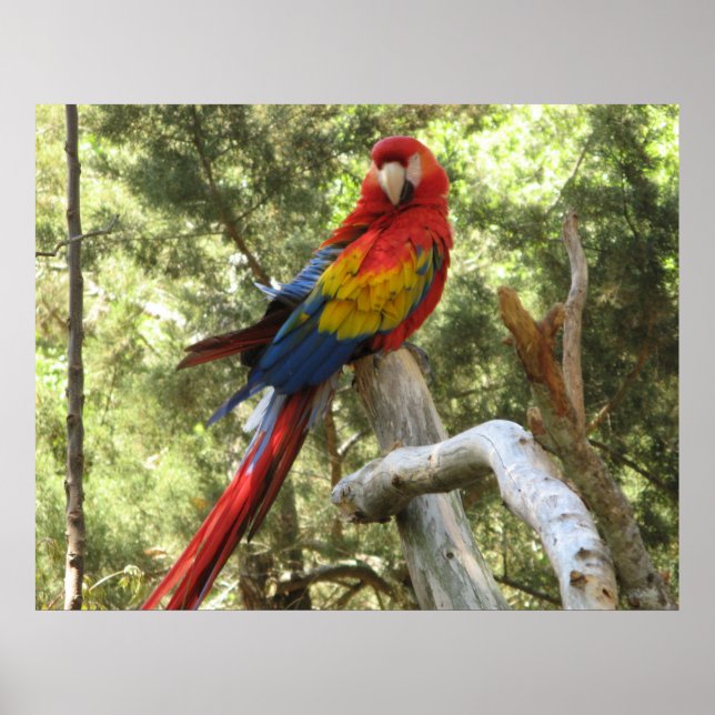 Macaw Parrot Poster (Front)