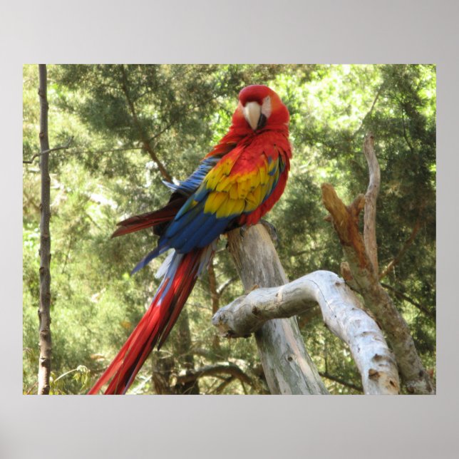 Macaw Parrot Poster (Front)