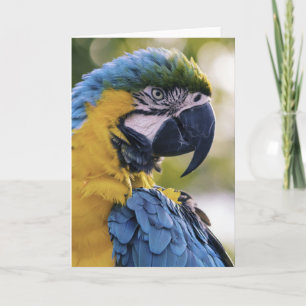 Macaw Parrot Profile Portrait Photograph Card