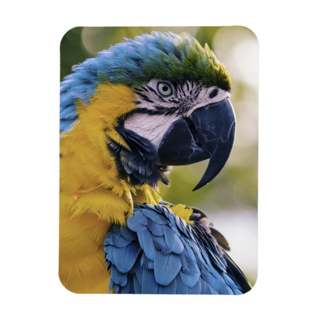 Macaw Parrot Profile Portrait Photograph Magnet (Vertical)