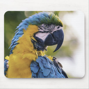 Macaw Parrot Profile Portrait Photograph Mouse Mat