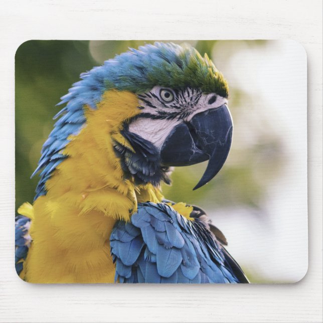 Macaw Parrot Profile Portrait Photograph Mouse Mat (Front)