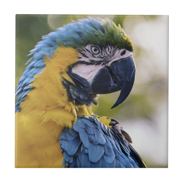 Macaw Parrot Profile Portrait Photograph Tile (Front)