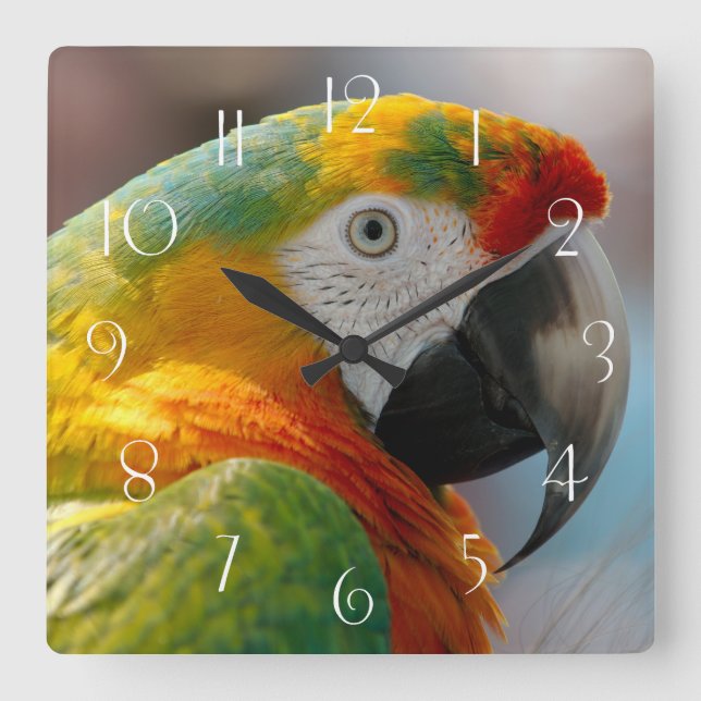 Macaw Parrot Square Wall Clock (Front)