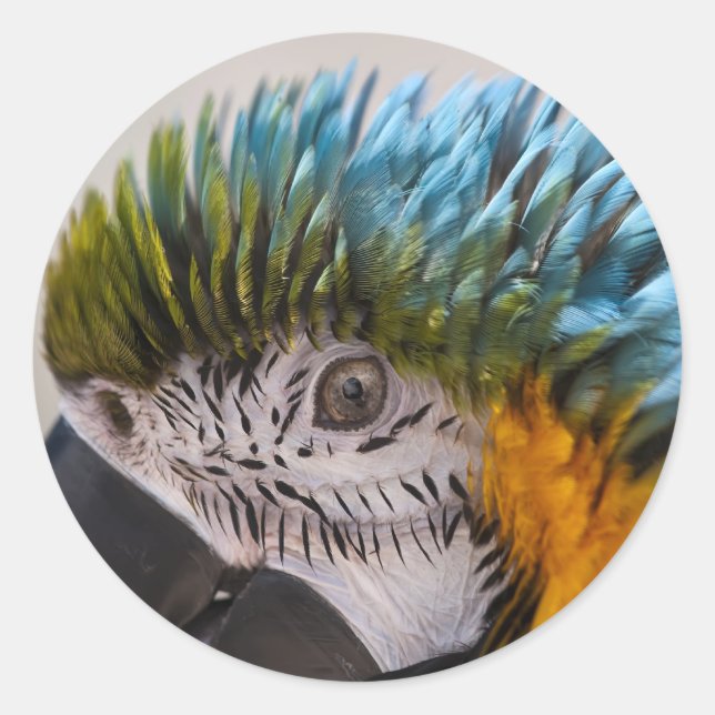 Macaw Parrot - Sticker (Front)