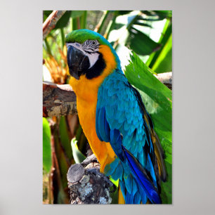 Macaw Parrot Yellow And Blue Bird Poster