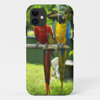 Macaw phone case