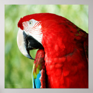 Macaw Portrait Poster