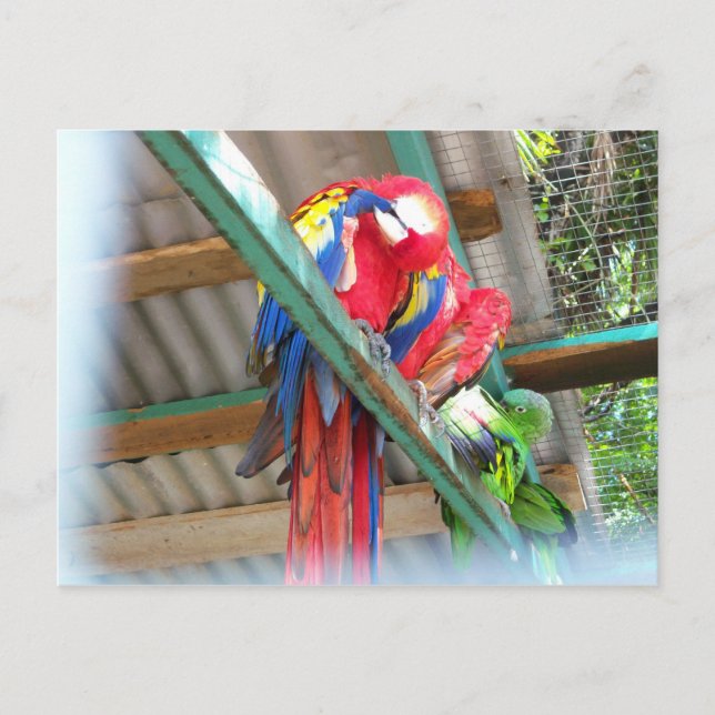 Macaw Postcard (Front)