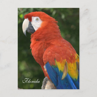 Macaw Postcard