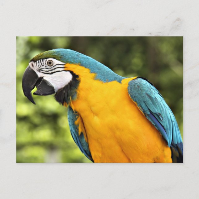 Macaw Postcard (Front)