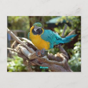 Macaw Postcard