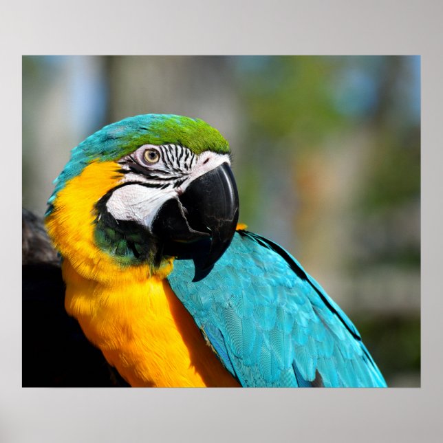 Macaw Print, Value Poster Paper (Matte) (Front)
