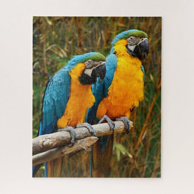 Macaw Puzzle (Vertical)