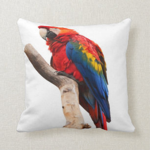 macaw- scarlet cushion