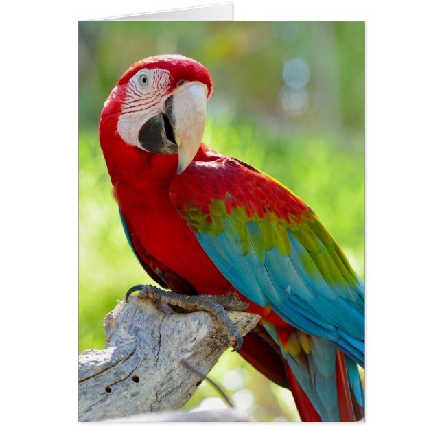 Macaw sitting on branch (Front)