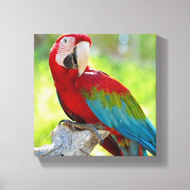 Macaw sitting on branch canvas print (Front)
